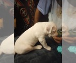 Small #3 American Bully