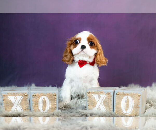 Medium Photo #8 Cavalier King Charles Spaniel Puppy For Sale in WARSAW, IN, USA