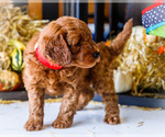 Small #9 Goldendoodle-Poodle (Miniature) Mix