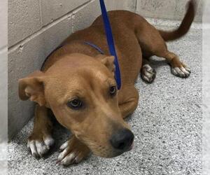 Labrador Retriever-Unknown Mix Dogs for adoption in Conroe, TX, USA