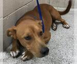 Small Labrador Retriever Mix