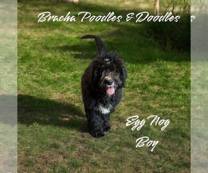 Golden Mountain Doodle Puppy for sale in SAINT CLOUD, MN, USA