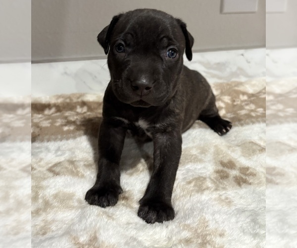 Medium Photo #1 American Pit Bull Terrier-Labrador Retriever Mix Puppy For Sale in HAINES CITY, FL, USA