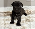 Puppy Lola American Pit Bull Terrier-Labrador Retriever Mix