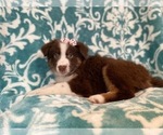 Small #11 Australian Shepherd
