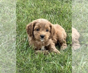 Cockapoo Puppy for sale in NILES, MI, USA