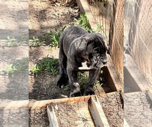 Cane Corso Puppy for sale in MODESTO, CA, USA