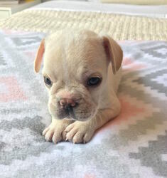 French Bulldog Puppy for sale in CHARLESTON, SC, USA