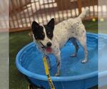Small Australian Shepherd Mix