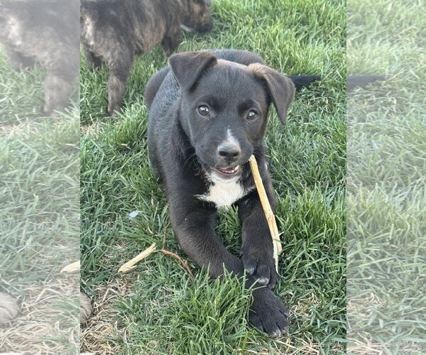 Medium Photo #3 Labrador Retriever-Unknown Mix Puppy For Sale in Sandy, UT, USA
