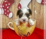 Small #15 Morkie
