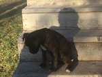 Small Photo #20 Boxer Puppy For Sale in AFTON, WY, USA