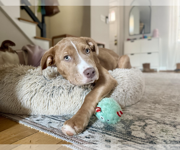 Medium Photo #3 Labrador Retriever-Unknown Mix Puppy For Sale in Rockville, MD, USA