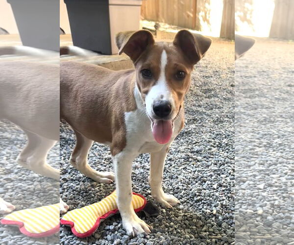 Medium Photo #1 Mutt Puppy For Sale in Bellevue, WA, USA