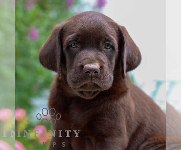 Medium Photo #1 Labrador Retriever Puppy For Sale in JONESTOWN, PA, USA