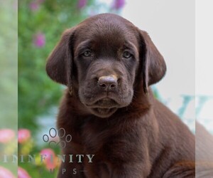 Labrador Retriever Puppy for sale in JONESTOWN, PA, USA