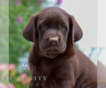 Small Labrador Retriever