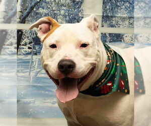 Mutt Dogs for adoption in Sanford, FL, USA