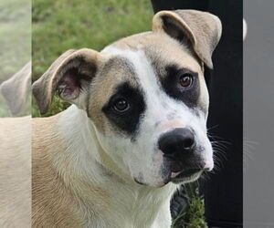 Great Pyrenees-Unknown Mix Dogs for adoption in Canton, CT, USA