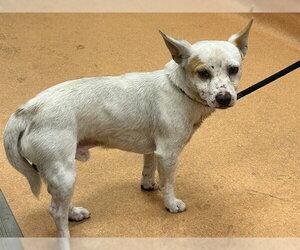 Chihuahua Dogs for adoption in Martinez, CA, USA