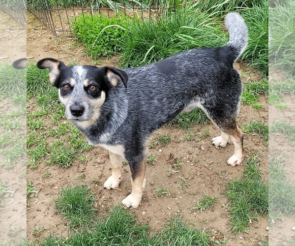Medium Photo #3 Mutt Puppy For Sale in FAIRLAWN, OH, USA