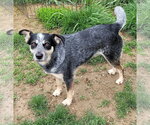 Small #2 Mutt