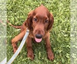 Black collar - Male Irish Setter Puppy for Sale - Photo #8