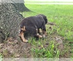 Small #2 Cocker Spaniel
