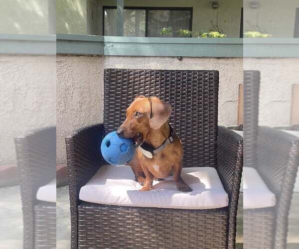 Medium Photo #1 Dachshund Puppy For Sale in Los Angeles, CA, USA