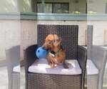 Small Dachshund