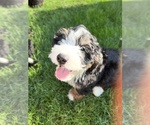 Small Photo #13 Bernedoodle (Miniature) Puppy For Sale in SOUTH ORANGE, NJ, USA