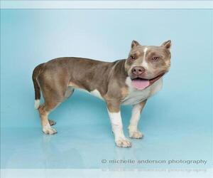 American Pit Bull Terrier Dogs for adoption in Corona, CA, USA
