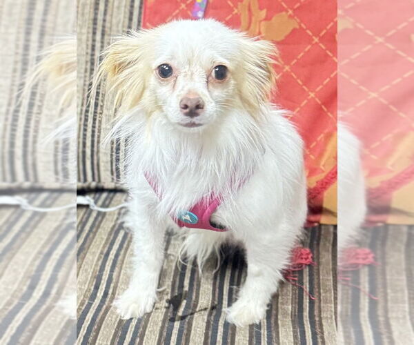 Medium Photo #2 Papillon-Unknown Mix Puppy For Sale in Mundelein, IL, USA