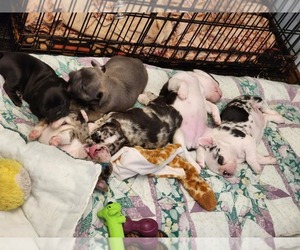 Faux Frenchbo Bulldog Puppy for Sale in HUTCHINSON, Minnesota USA