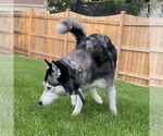 Small #2 Siberian Husky
