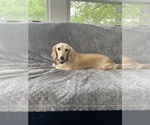 Small Photo #1 Dachshund Puppy For Sale in MEMPHIS, TN, USA