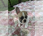 Small Photo #3 French Bulldog Puppy For Sale in LEWISBURG, TN, USA