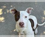Small #1 Mutt