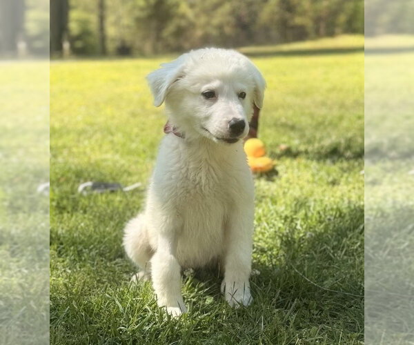 Medium Photo #1 Great Pyrenees-Unknown Mix Puppy For Sale in Yardley, PA, USA