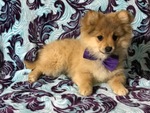 Small Photo #16 Pom-Shi Puppy For Sale in HONEY BROOK, PA, USA