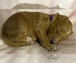Puppy 7 Goldendoodle (Miniature)
