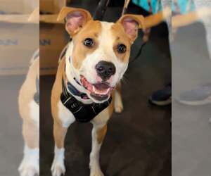 American Staffordshire Terrier-Unknown Mix Dogs for adoption in Holly Springs, NC, USA