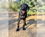 Small #7 Doberman Pinscher-Labrador Retriever Mix