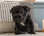 Small Photo #19 French Bulldog Puppy For Sale in GOSHEN, IN, USA