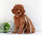 Small #2 Cavapoo (Miniature)