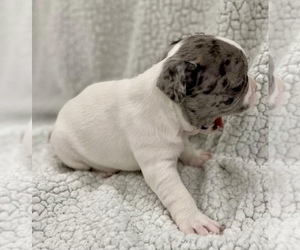 French Bulldog Puppy for sale in CHARLESTON, SC, USA