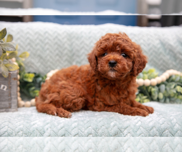 Medium Photo #6 Goldendoodle (Miniature) Puppy For Sale in SHIPSHEWANA, IN, USA