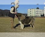 Small #4 Caucasian Shepherd Dog