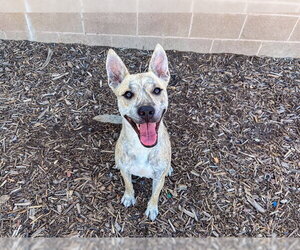 German Shepherd Dog-Unknown Mix Dogs for adoption in Orange, CA, USA