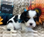 Small #3 Cavalier King Charles Spaniel
